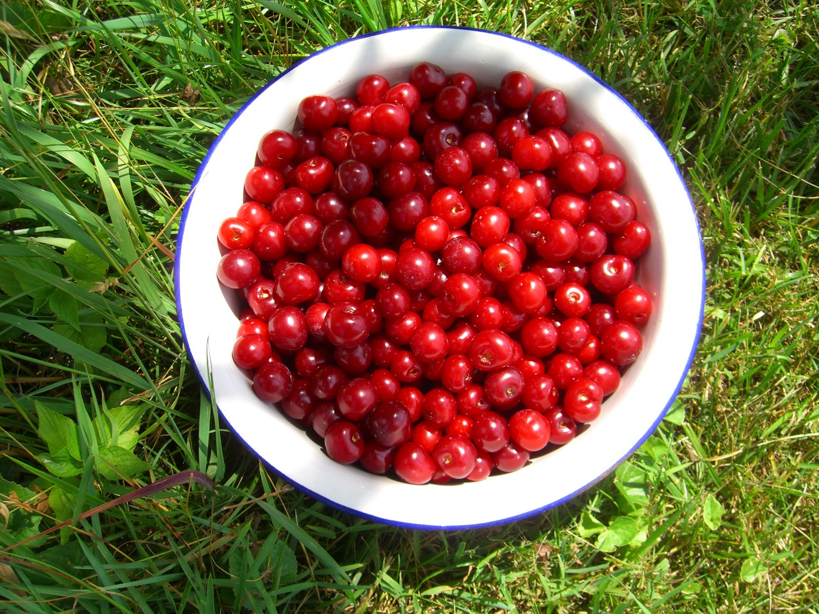 [bowl+of+cherries.JPG]