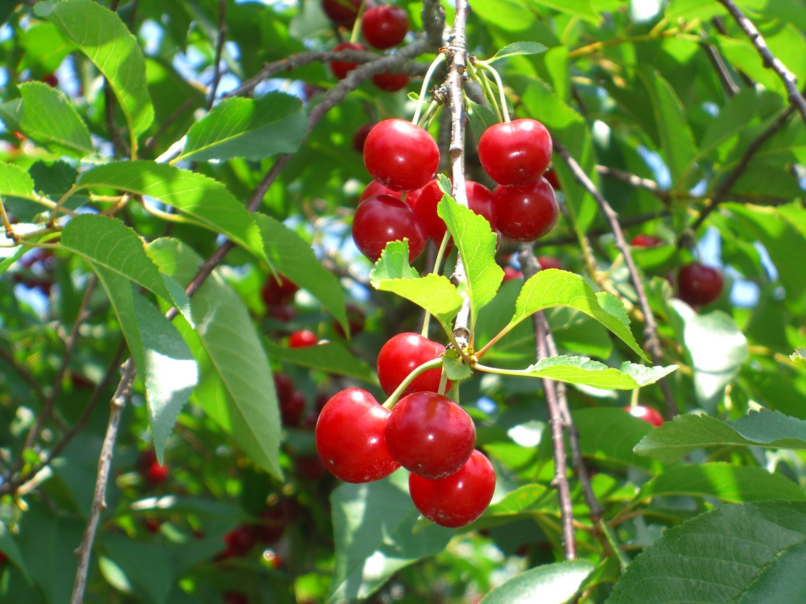 [branch+of+cherries.JPG]