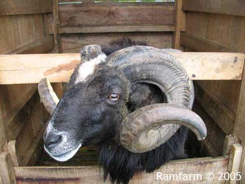 [K.Domba+Garut+(Sheep+in+Indonesia).jpg]