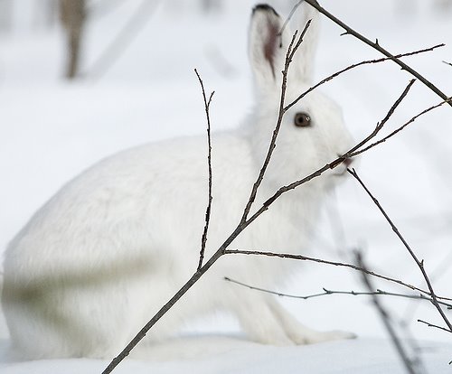 [White+Hare2.jpg]