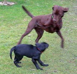[Dogs+in+action+1.jpg]