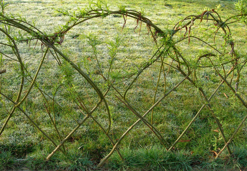 [Easter+willow+fence.jpg]