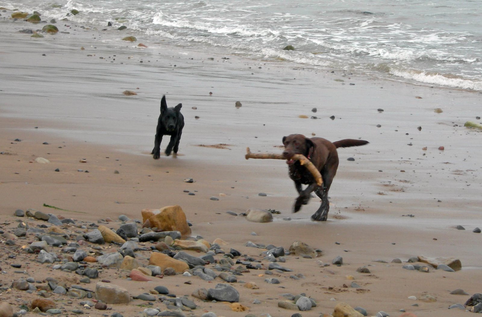 [Dogs+at+Beach+in+MAy.jpg]