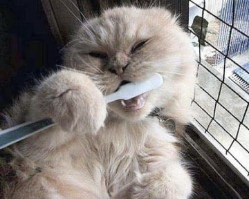 [cat-brushing-teeth.jpg]
