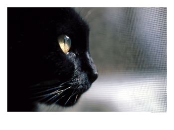 [638086~Black-Cat-Looking-Out-a-Window-Posters.jpg]