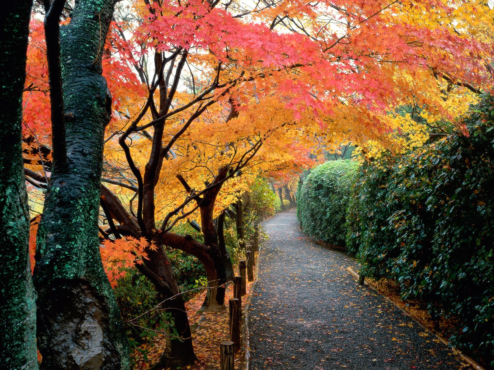 [Autumn+Colors,+Kyoto,+Japan.jpg]
