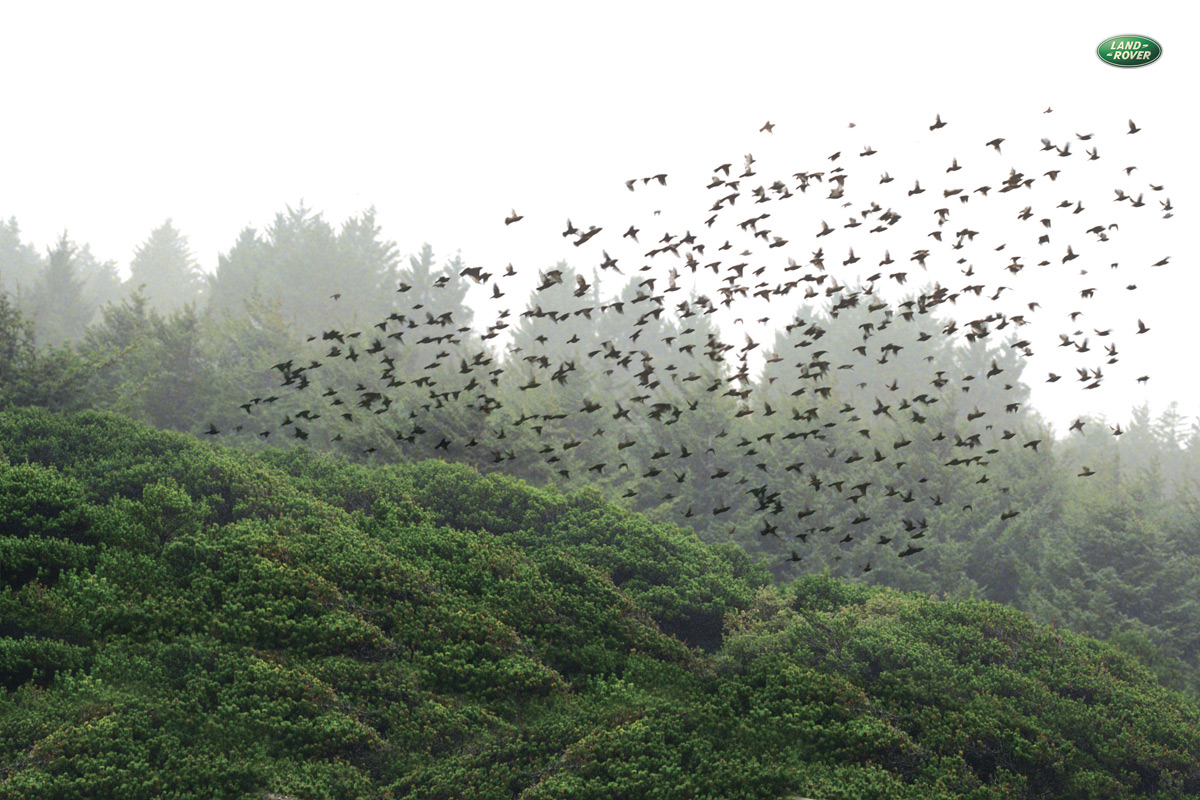 [LandRoverbirds+OGILVY+Mexico.jpg]