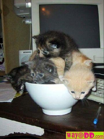 [bowl-of-kittens-1Bm.jpg]