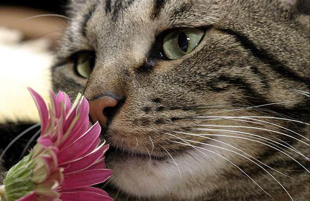 [cat+smells+flower.jpg]