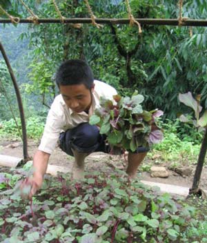 Feature: Vegetable Farming in Surigao Norte Goes Organic