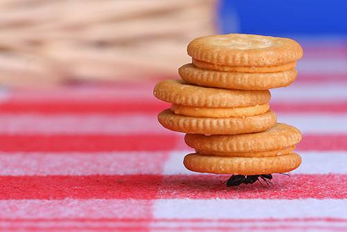 [ant+biscuits.jpg]
