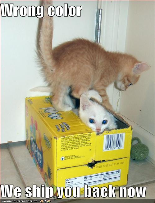 [funny-pictures-kittens-locking-kittens-in-box.jpg]