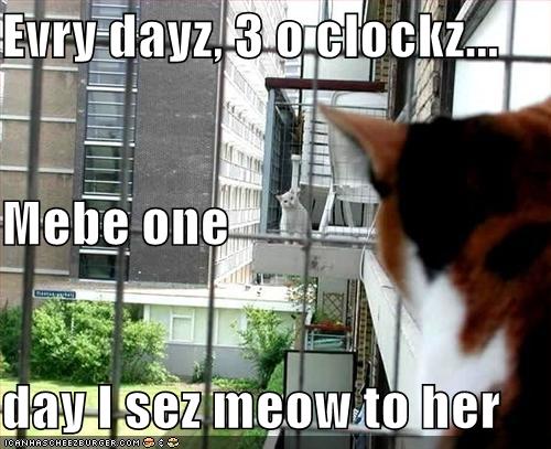 [funny-pictures-two-cats-balcony-love.jpg]
