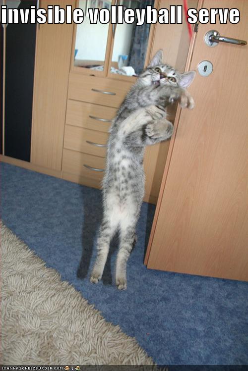 [funny-pictures-cat-invisible-volleyball-serve.jpg]