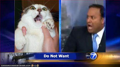 [funny-pictures-zomg-cat-local-news.jpg]