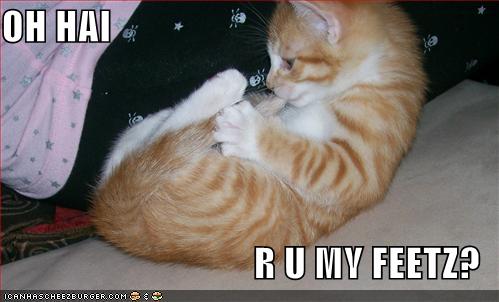 [lolcats-funny-picture-my-feet.jpg]