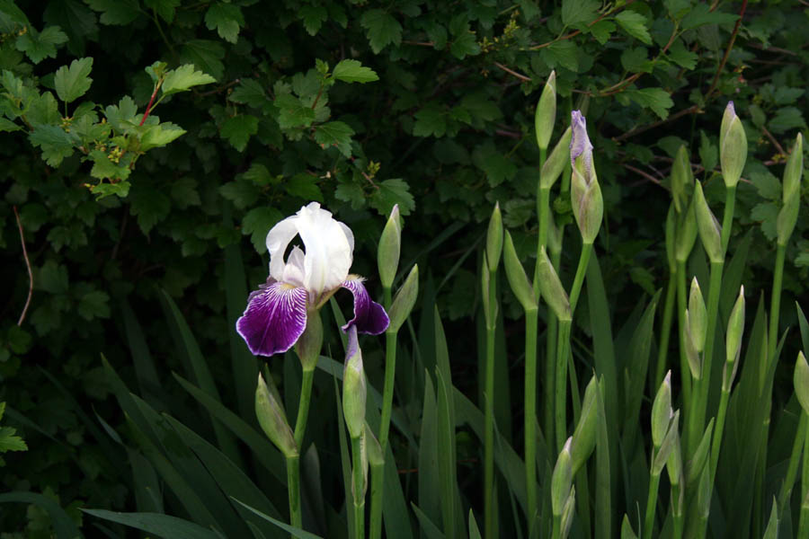 [Iris+au+jardin.jpg]