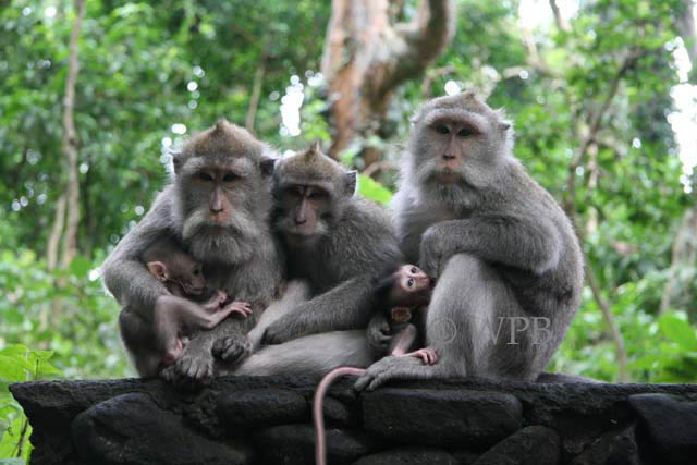 [Monkey Sanctuary Ubud Bali+monkeys.jpg]