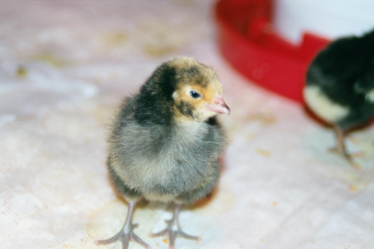 [chicks5.jpg]