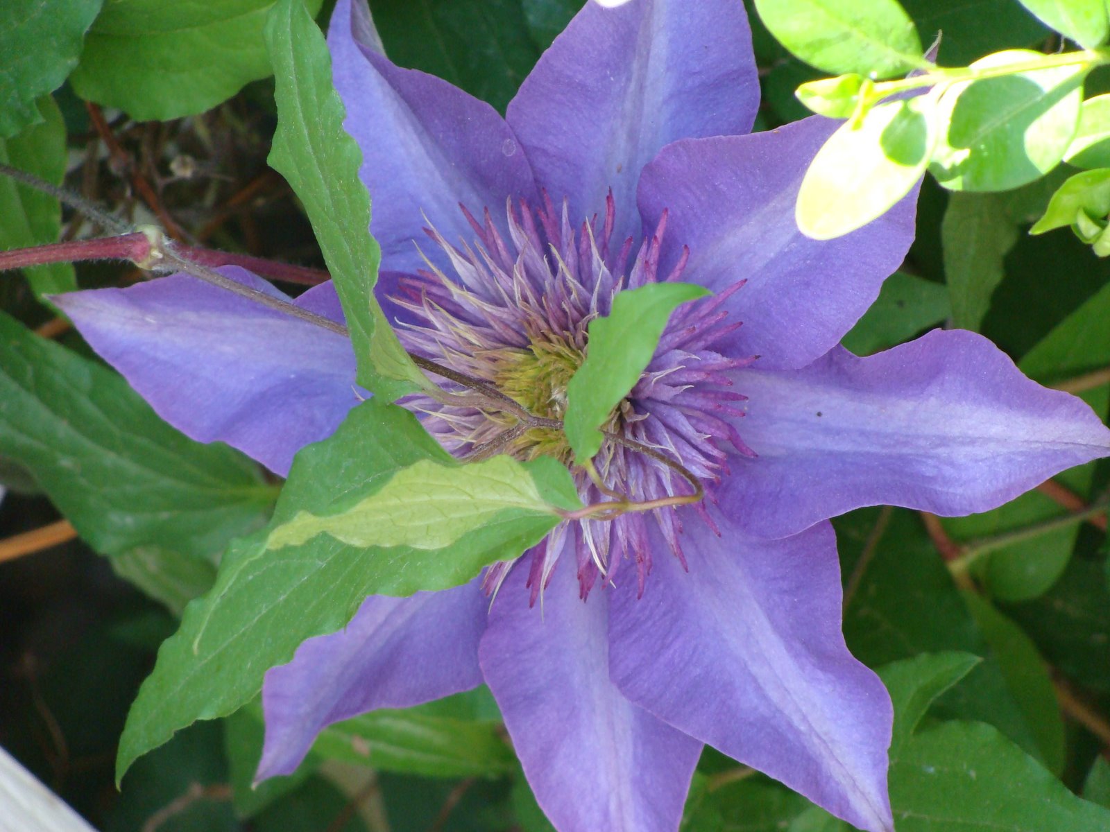 [clematis+by+front+deck2.jpg]