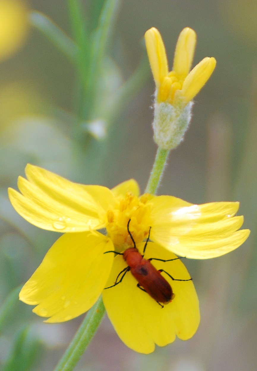 [beetle+in+a+flower.JPG]