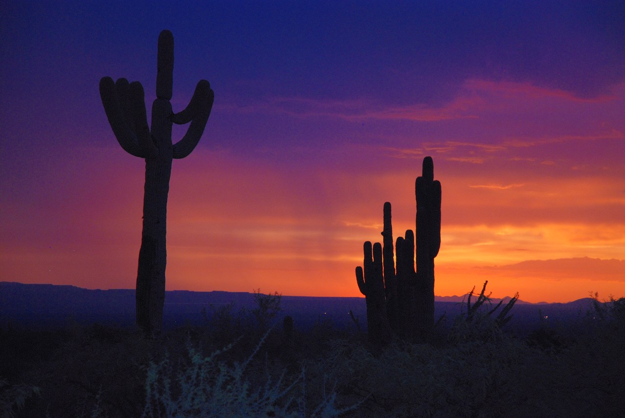 [Cactus+sunset.JPG]