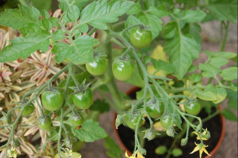 [tomatoes+Aug+08+reduced.JPG]