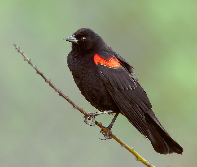 [Male+Red-winged+blackbirds.jpg]