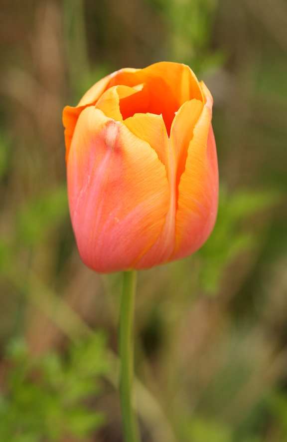 [orange+tulip.jpg]