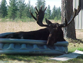 Bull moose in swimming pool