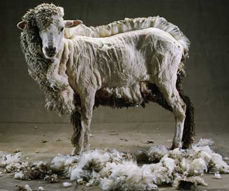 [Sheared-sheep.jpg]