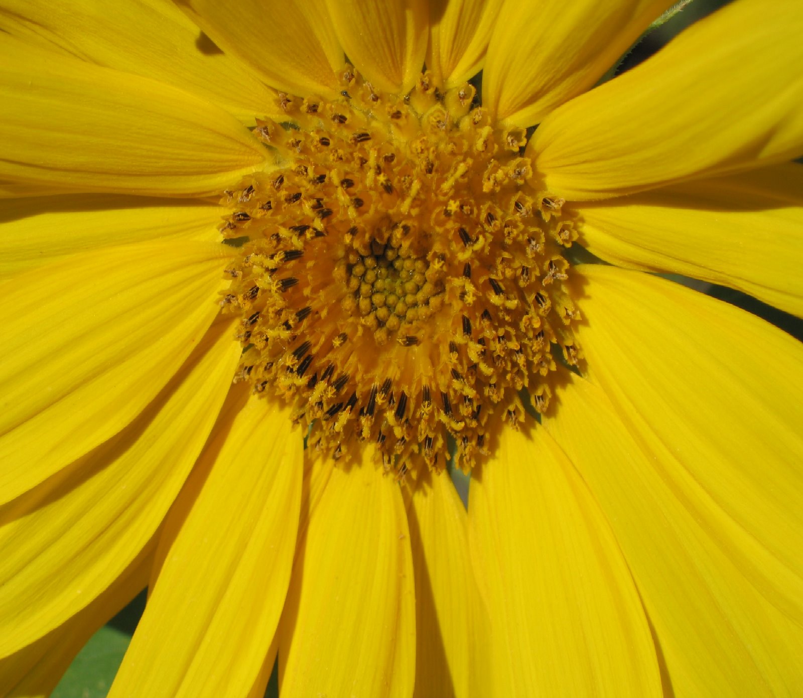 [sunflower+close.jpg]