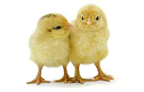 [chicks.jpg]