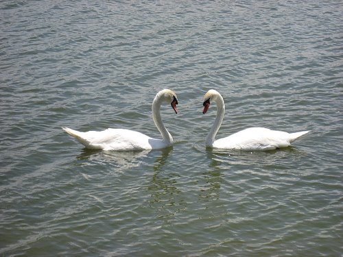 [swan+heart.jpg]