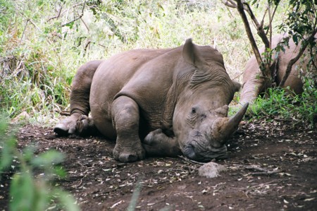[This+white+rhino+was+taking+a+nap+at+the+Masai+Mara+Rhino+Sanctuary..jpg]