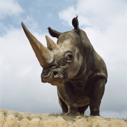 [Rinoceronte005.jpg]