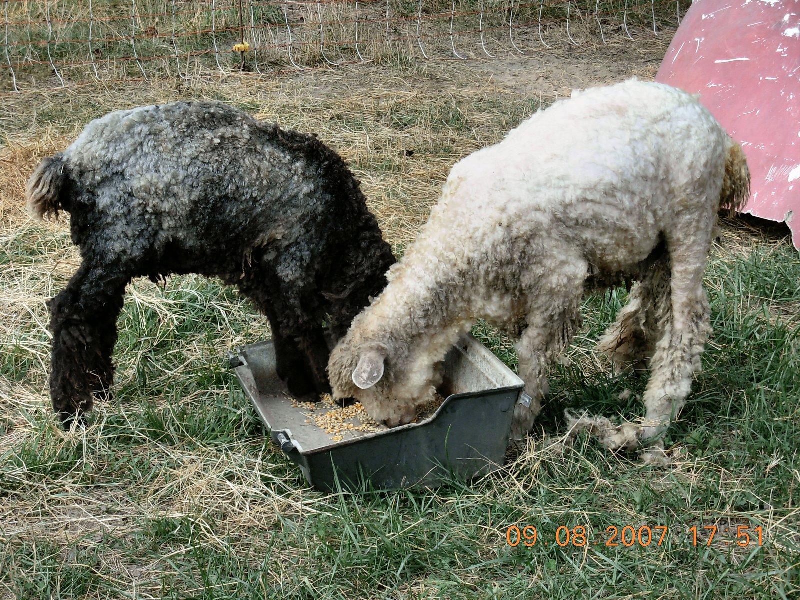[Larry+&+Curly+after+shearing.jpg]