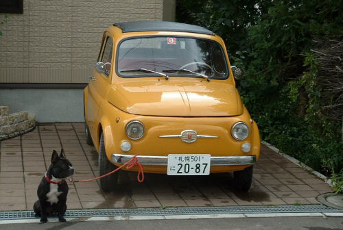 [Fiat500_dogsitter.jpg]