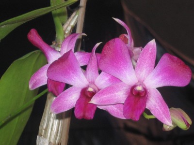 [Orchid2.jpg]