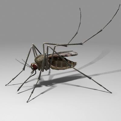 [Mosquito.jpg]