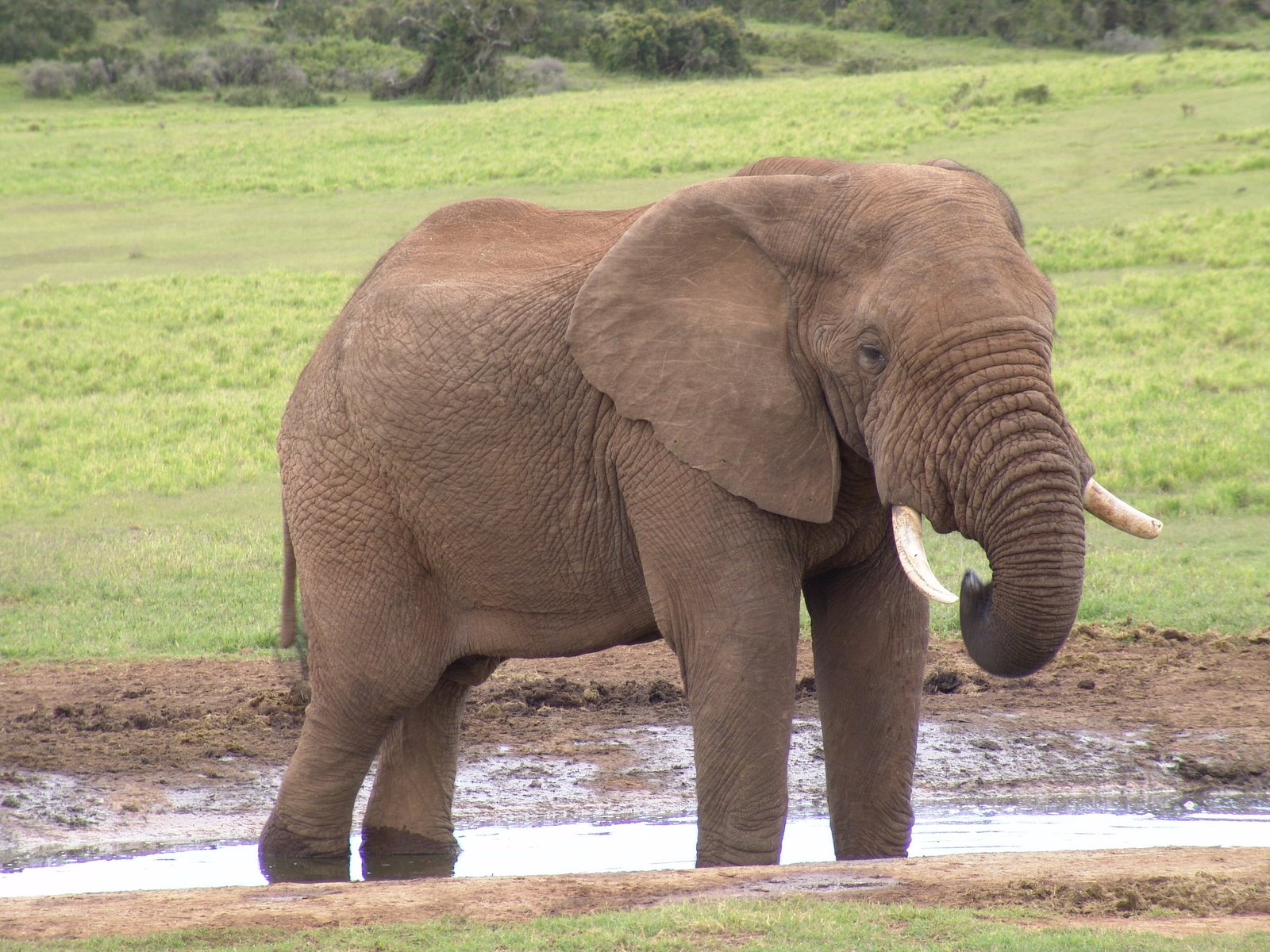 [elephant-African-savannah-drinking-in-waterhole-water-hole-in-Addo-Elephant-Park-Eastern-Cape-South-Africa-1-JR.jpg]
