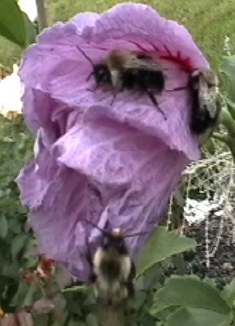 [too+blurbee?+bees+by+threes+sway+in+breeze.JPEG]