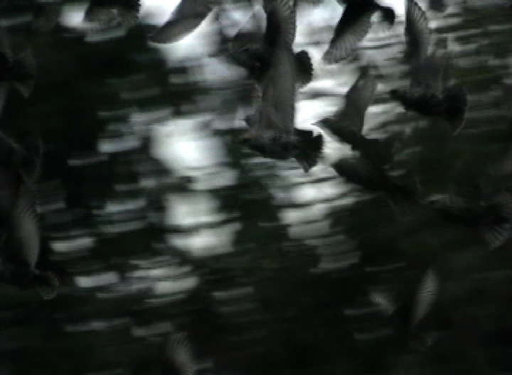 [b+blur+bird+after.JPEG]