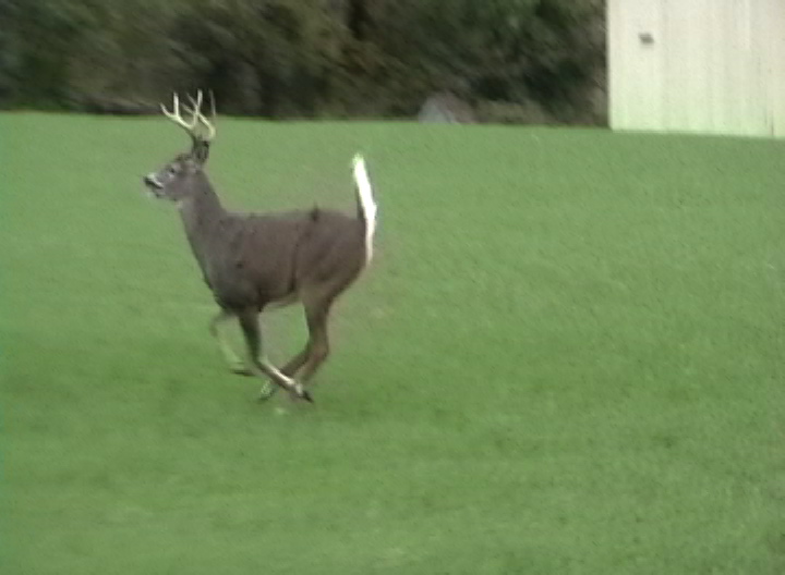 [deer+blurry+2.JPEG]