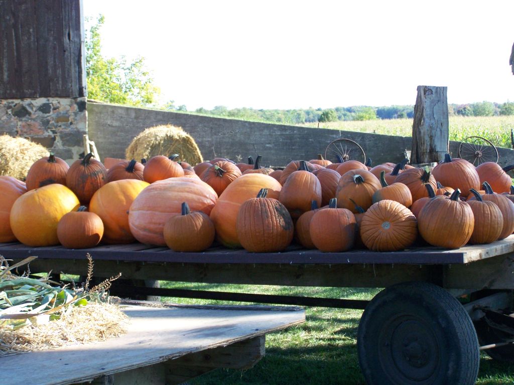[a+whole+lot+of+pumpkins.jpg]
