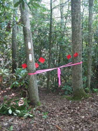 [trail+ribbon+pine+swamp.jpg]