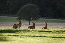 [deer+in+richmond+park+london.jpg]