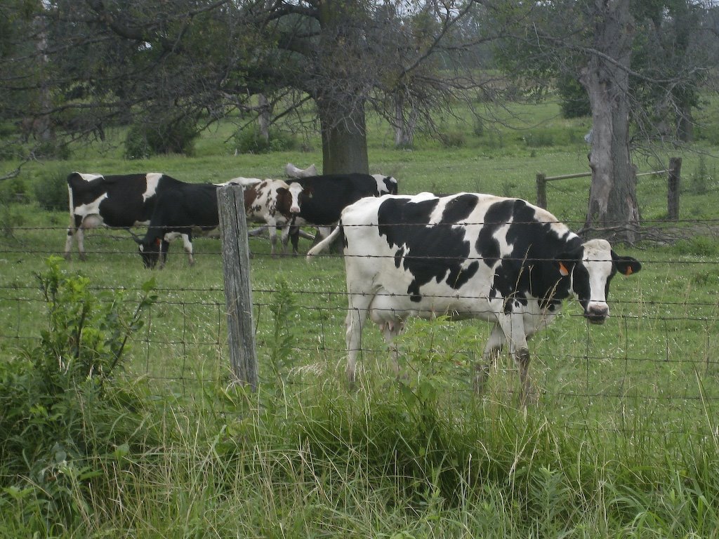 [Amish+Cows-6.jpg]