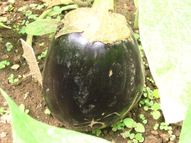 [7-24+eggplant.JPG]