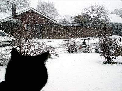 [cat_snow.jpg]